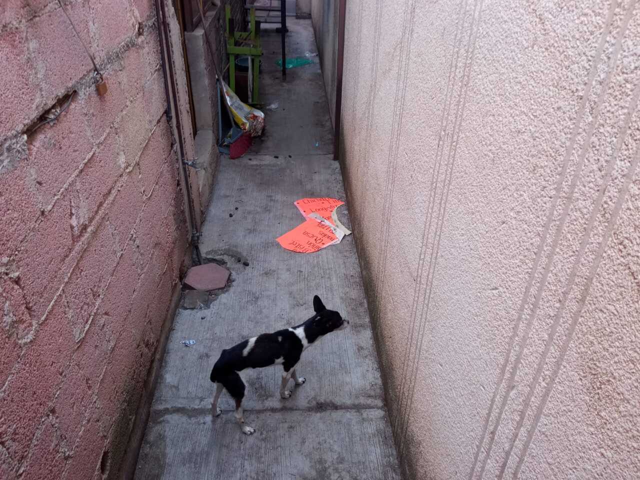 Denuncian caso de abandono de un perro en zona urbana Vecinos de la colonia la Joya en Tlaxcala, se unieron para denunciar un caso de abandono animal de un perro geriátrico, lleva más de cinco días abandonado sin agua ni comida ni un refugio para resguardarse de las inclemencias climáticas,